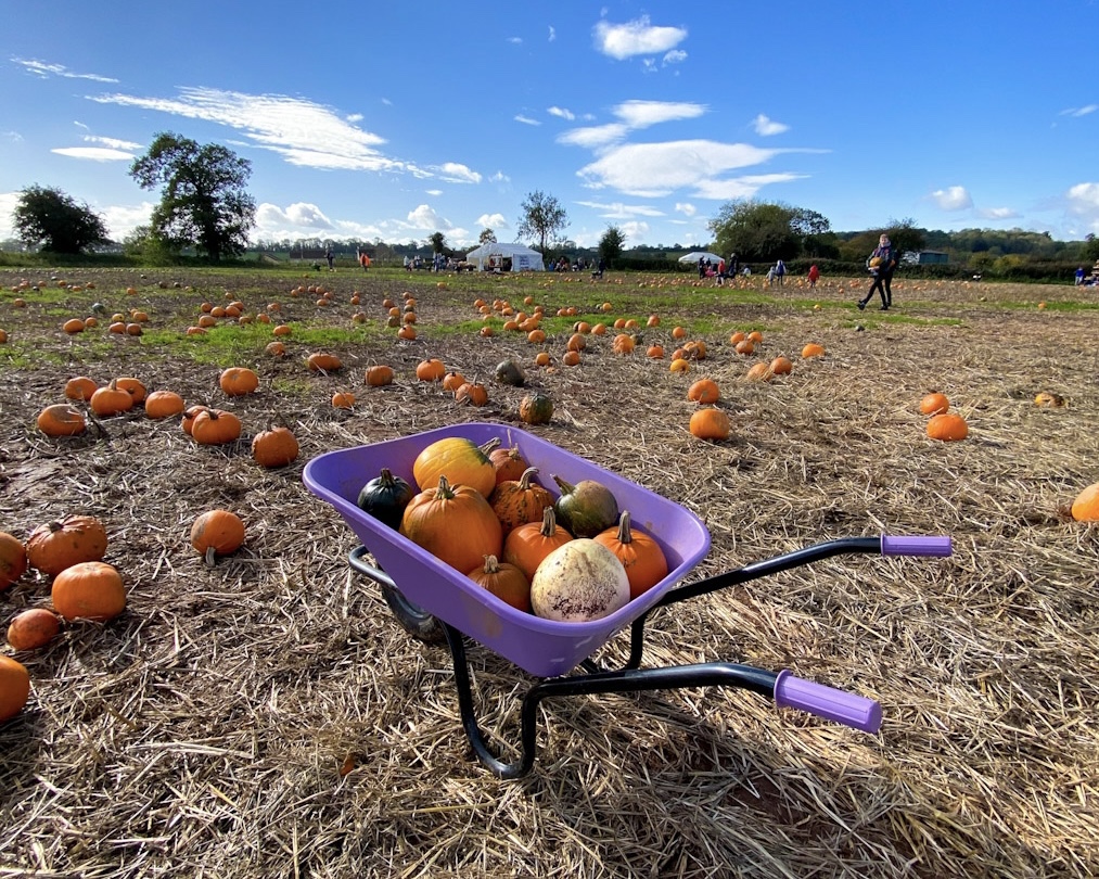 pumpkin picking bristol