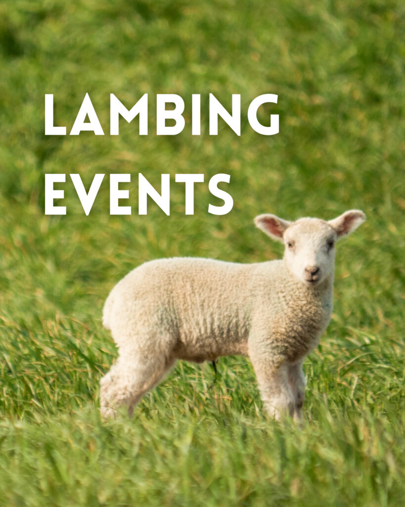 farms near bristol with lambing events