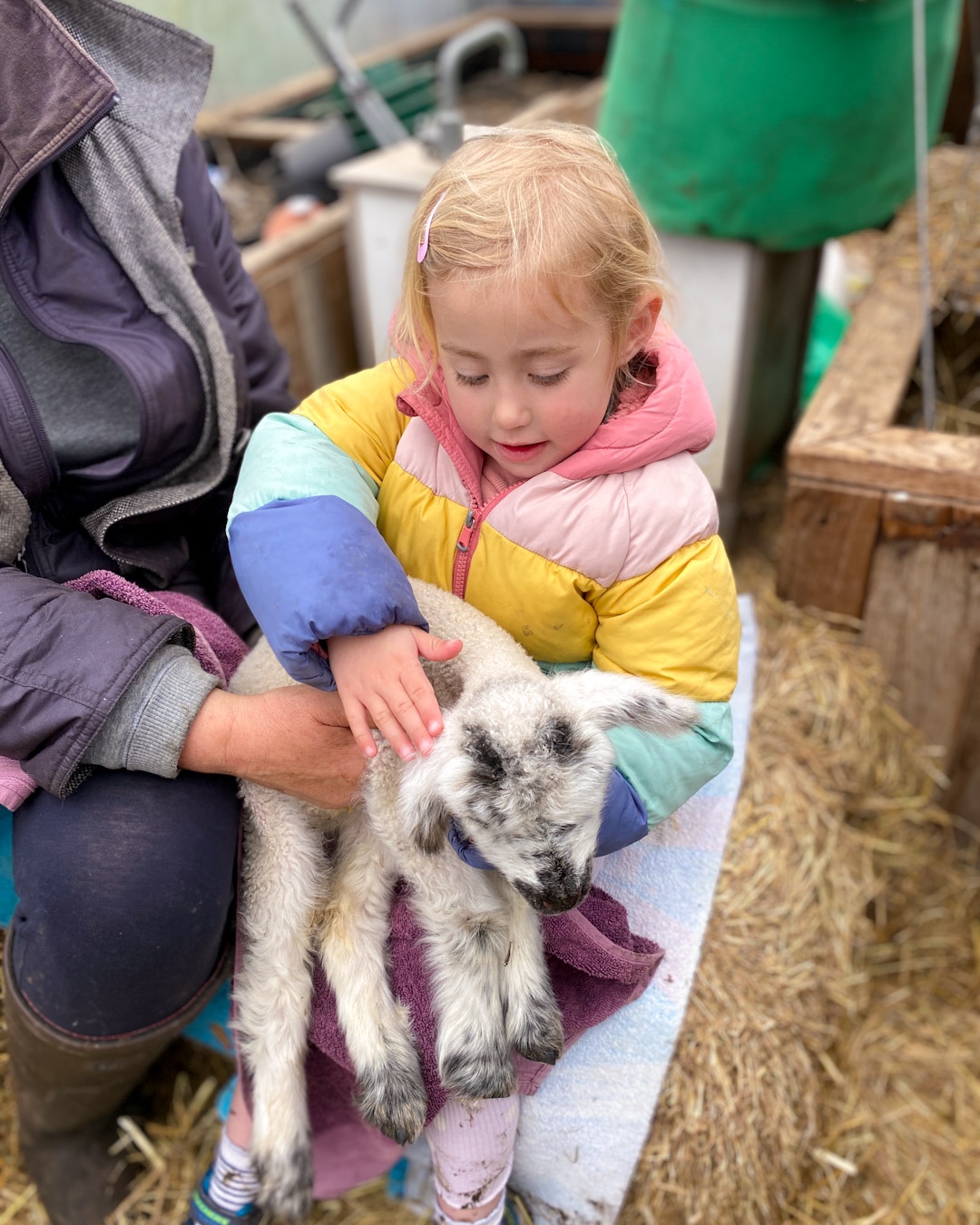 Lamb Feeding Near Bristol (Buckland Dinham) Rescued lambs need help ...