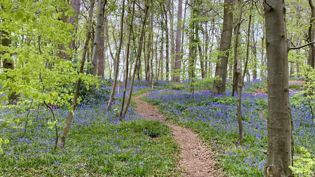 bluebell woods bristol