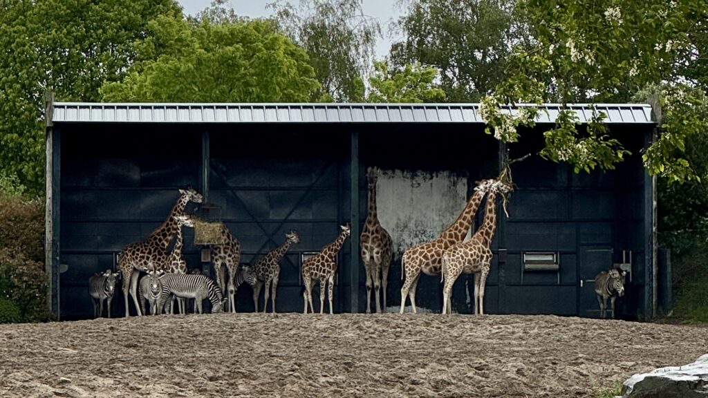 beekse bergen safaripark